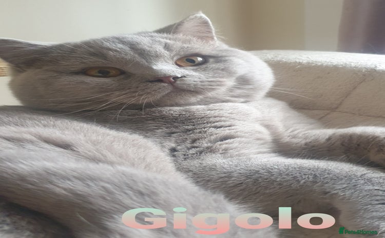 British Shorthair cats - Advert 4