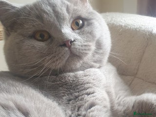 British Shorthair cats - Advert 1