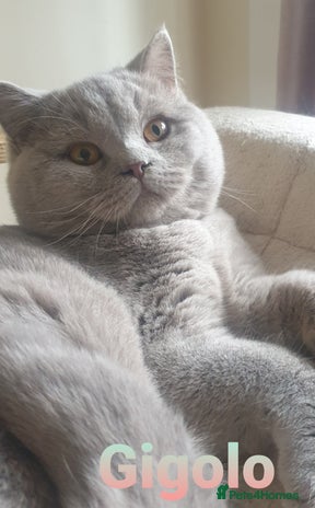 British Shorthair cats - Advert 4