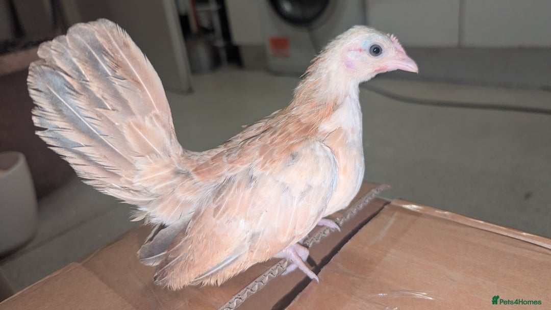 Chickens poultry for sale: Serama chicks 1 1/2 to 2 months,READ DESCRIPTION - Image 1