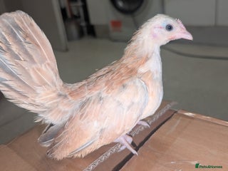 Chickens poultry - Advert 1