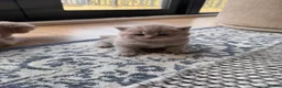 British Longhair cats for sale: Beautiful Lilac British Longhair kittens  - Advert 5