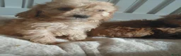 Cavapoo dogs for sale: Cavapoo  - Advert 9