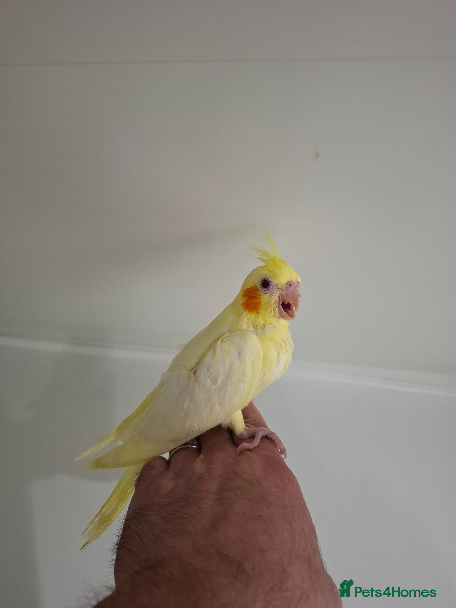 Cockatiels birds Hand Reared Cockatiels - Advert 2