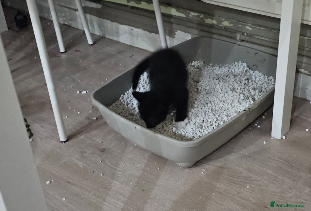 Mixed Breed cats for sale: Night Fury" Kittens Ready for Their new friends - Advert 5