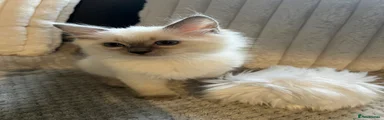 Ragdoll 1