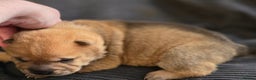 Mixed Breed dogs for sale: Chow Pei puppies - Advert 9