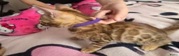Bengal cats for sale: 😺5 Exceptional Bengal Kittens 😸 male - Advert 19