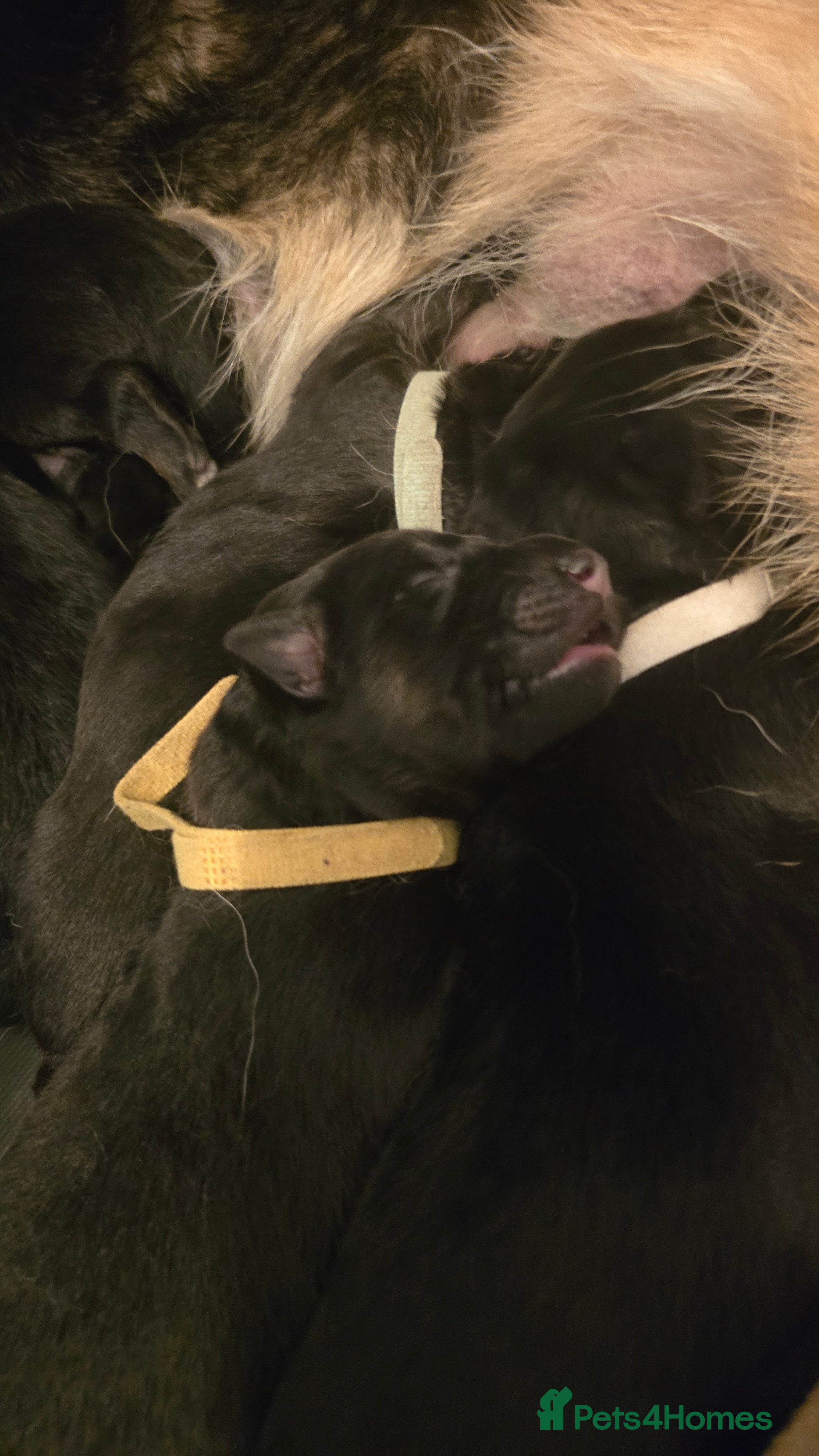 German Shepherd dogs German Shepherd Pups - just born 18.03 - Advert 2