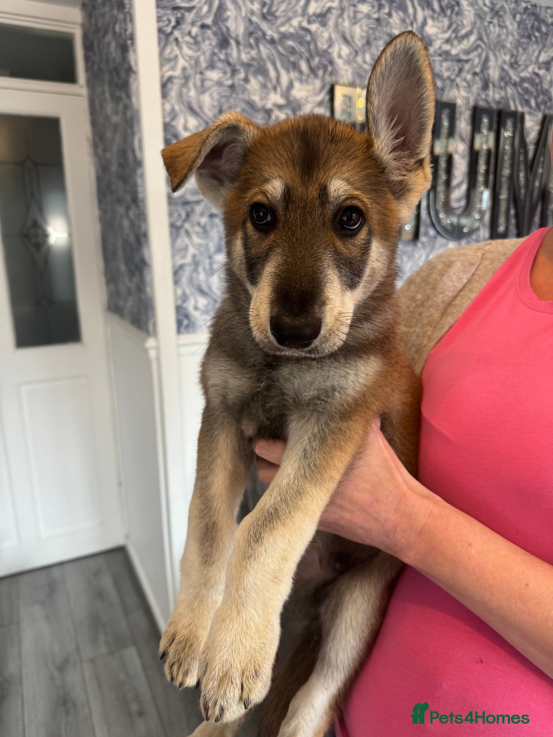 German Shepherd dogs for sale: German Shepherd puppies - Image 5