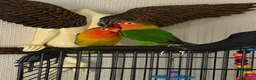 Lovebirds birds for sale: LOVE BIRDS - Advert 4