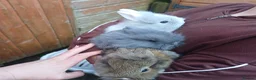 Lionhead rabbits for sale: Baby double main lionhead bunnies for sale  - Advert 8
