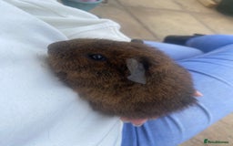 Guinea Pig rodents for sale: beautiful baby guinea pigs - Image 6
