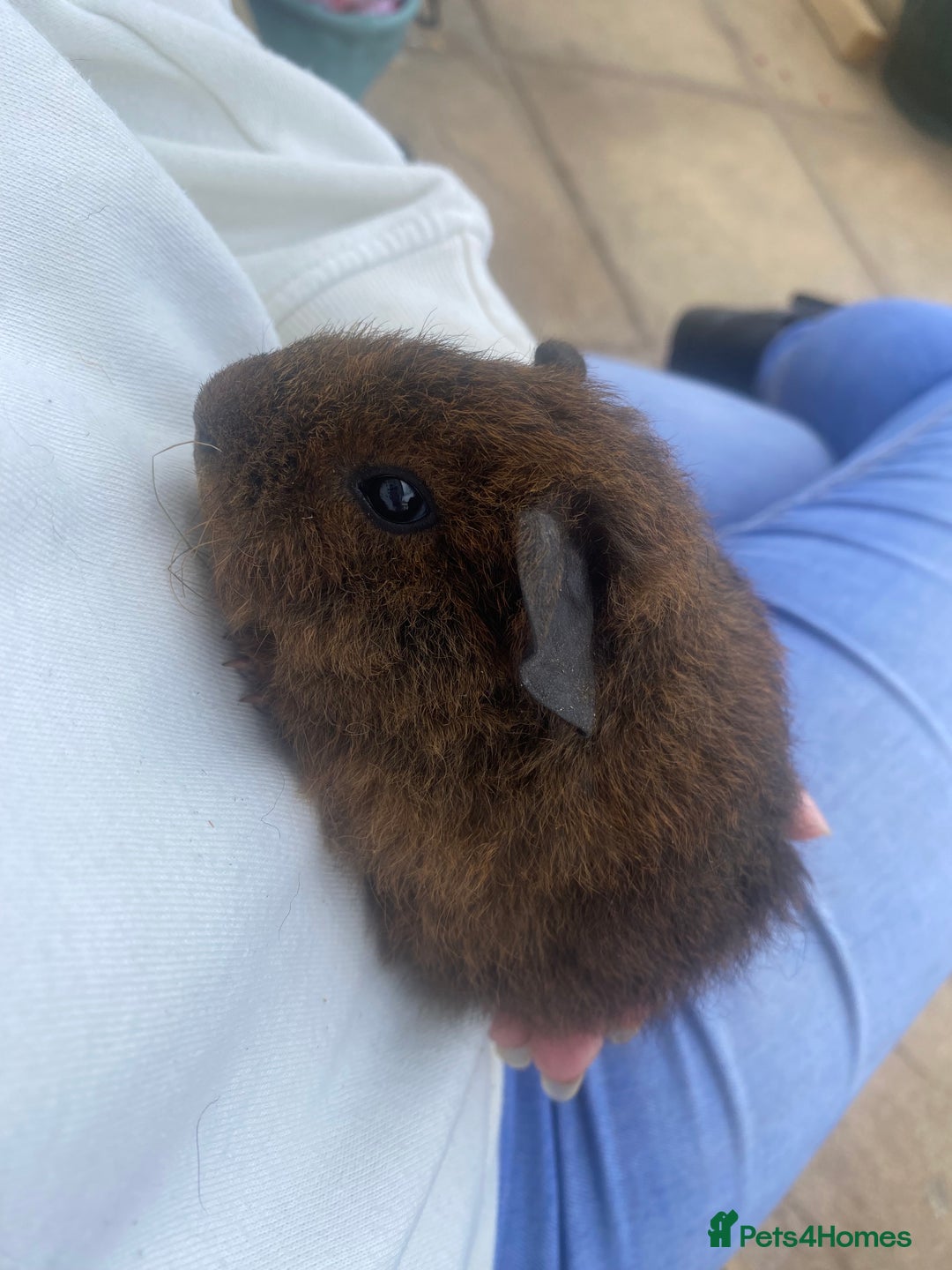 Guinea Pig rodents for sale: beautiful baby guinea pigs - Image 6