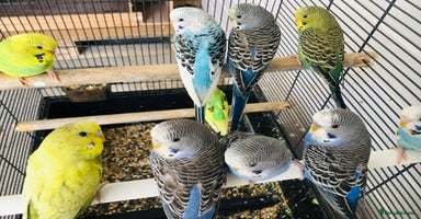 Budgerigars birds - Advert 1