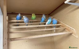 Budgerigars birds for sale: 2025 budgies - Image 2