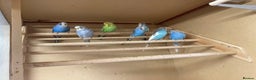 Budgerigars birds for sale: 2025 budgies - Advert 2
