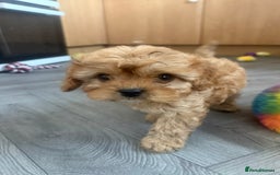 Cavapoo dogs for sale: 5 beautiful F1 cavapoo puppies - Image 11