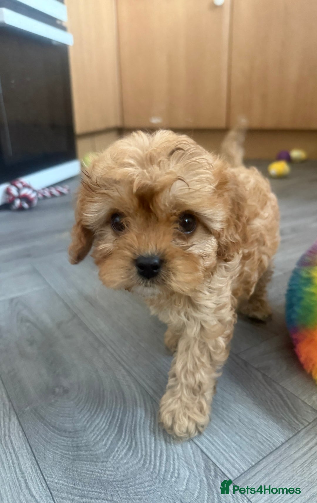 Cavapoo dogs for sale: 5 beautiful F1 cavapoo puppies - Image 11