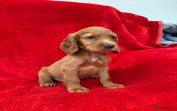 Cocker Spaniel dogs for sale: Working cocker spaniel puppies - Only 3x pups left - Image 17