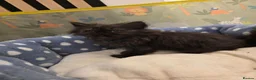 Persian cats for sale: 6 Persian kittens ready now (Midlands) - Advert 6