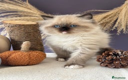 Ragdoll cats for sale: Stunning TICA Ragdolls  - Image 7