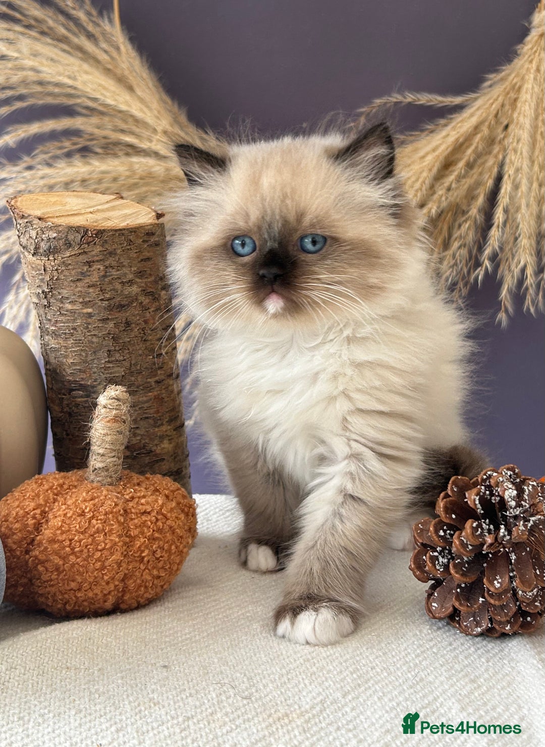 Ragdoll cats for sale: Stunning TICA Ragdolls  - Image 7