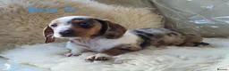 Miniature Dachshund dogs for sale: 🐕🐕6 adorable miniature dashund puppies 🐕🐕 - Advert 11