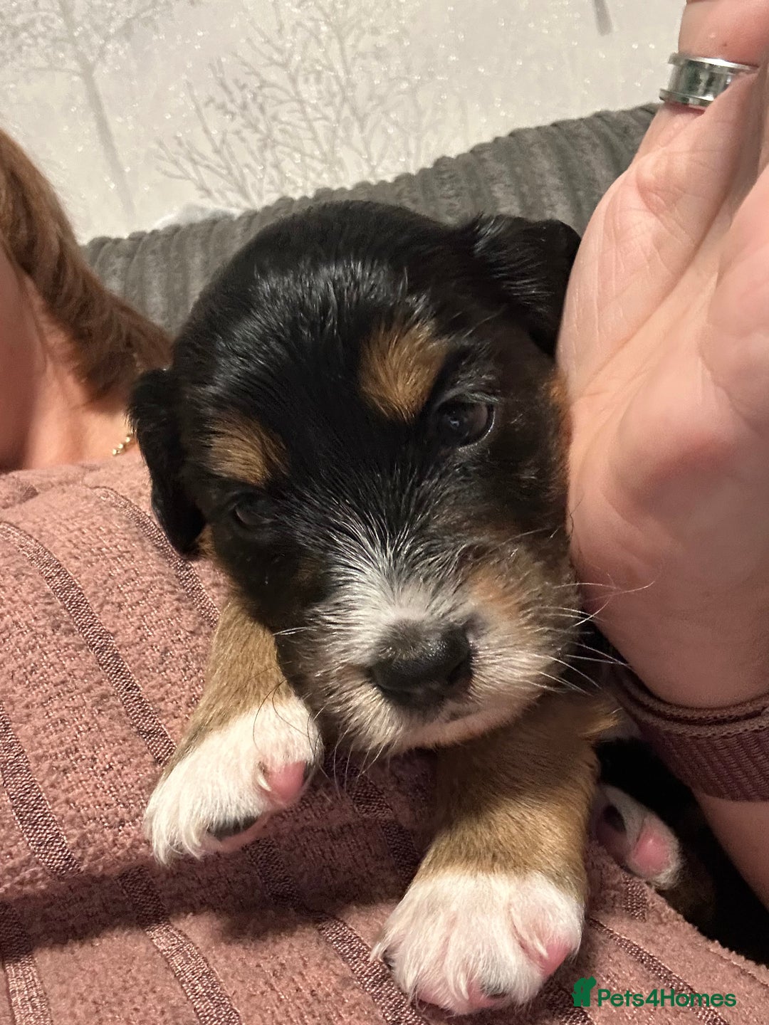 Mixed Breed dogs for sale: Border doodle - Image 27