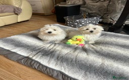 Havanese dogs for sale: Extra mini Havanese x Maltese puppies - Image 16