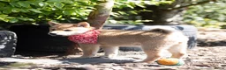 Japanese Shiba Inu dogs for sale: Outstanding original Japanese Shiba Inu puppies  - Advert 16