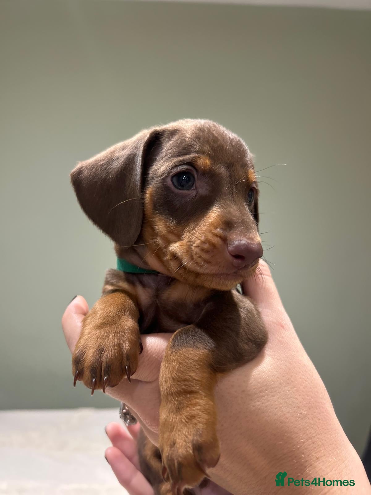 Dachshund dogs STANDARD DACHSHUND PUPPYS. READY TO LEAVE.  - Advert 1