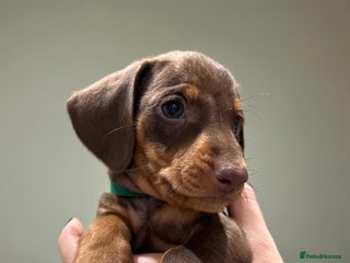 Dachshund dogs Dachshund puppy’s KC reg ready to leave 12/12/25 - Advert 14