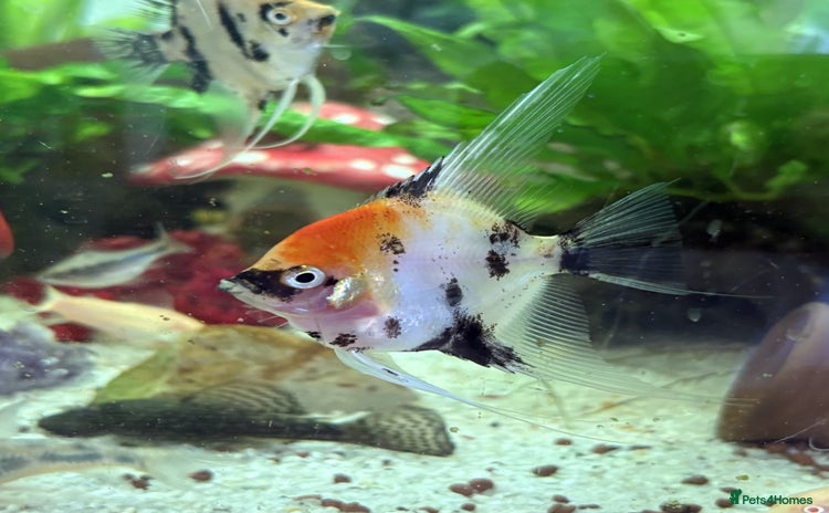 Angelfish fish - Advert 1