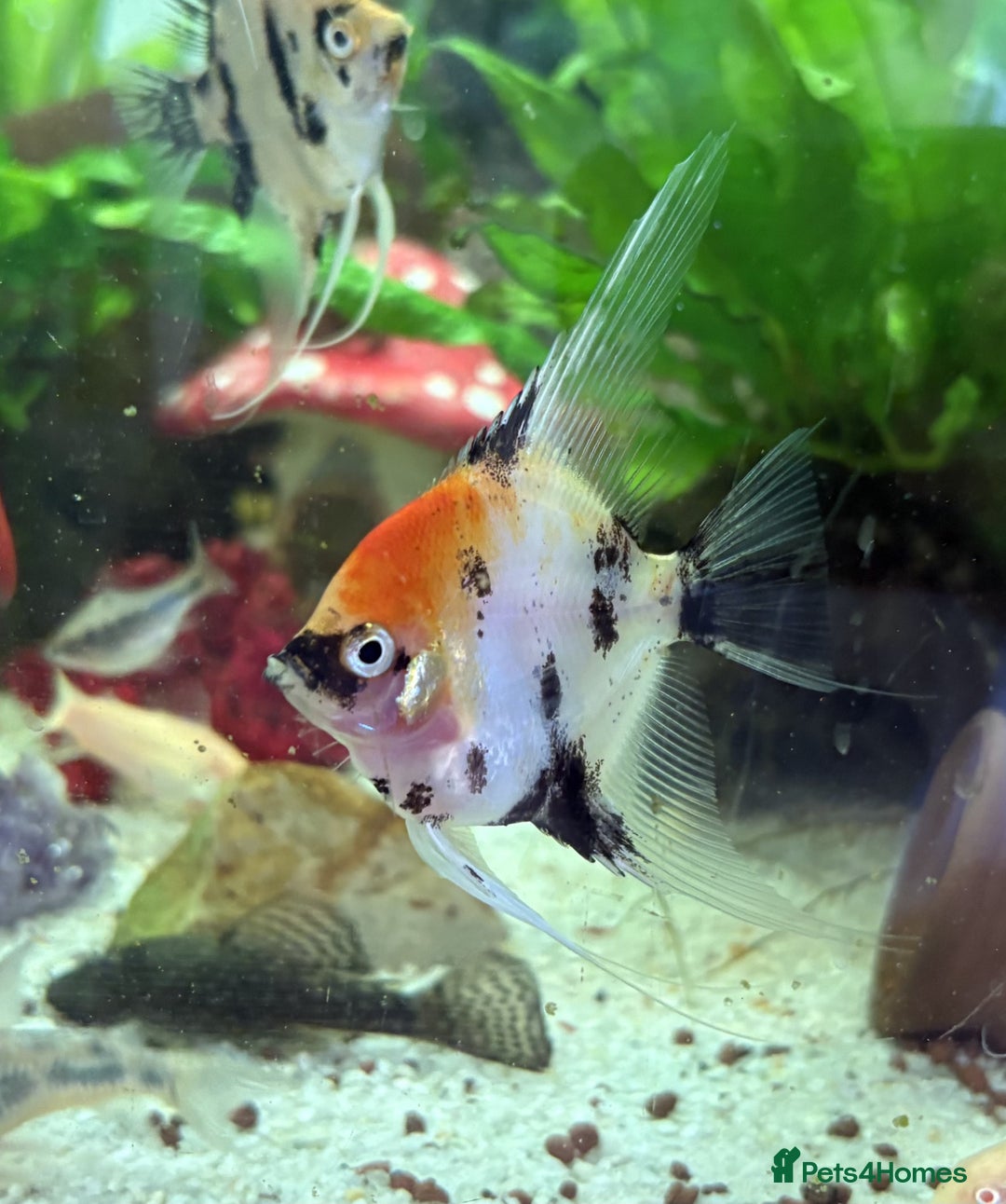 Angelfish fish for sale: Angelfish for Sale in Dagenham - Image 1