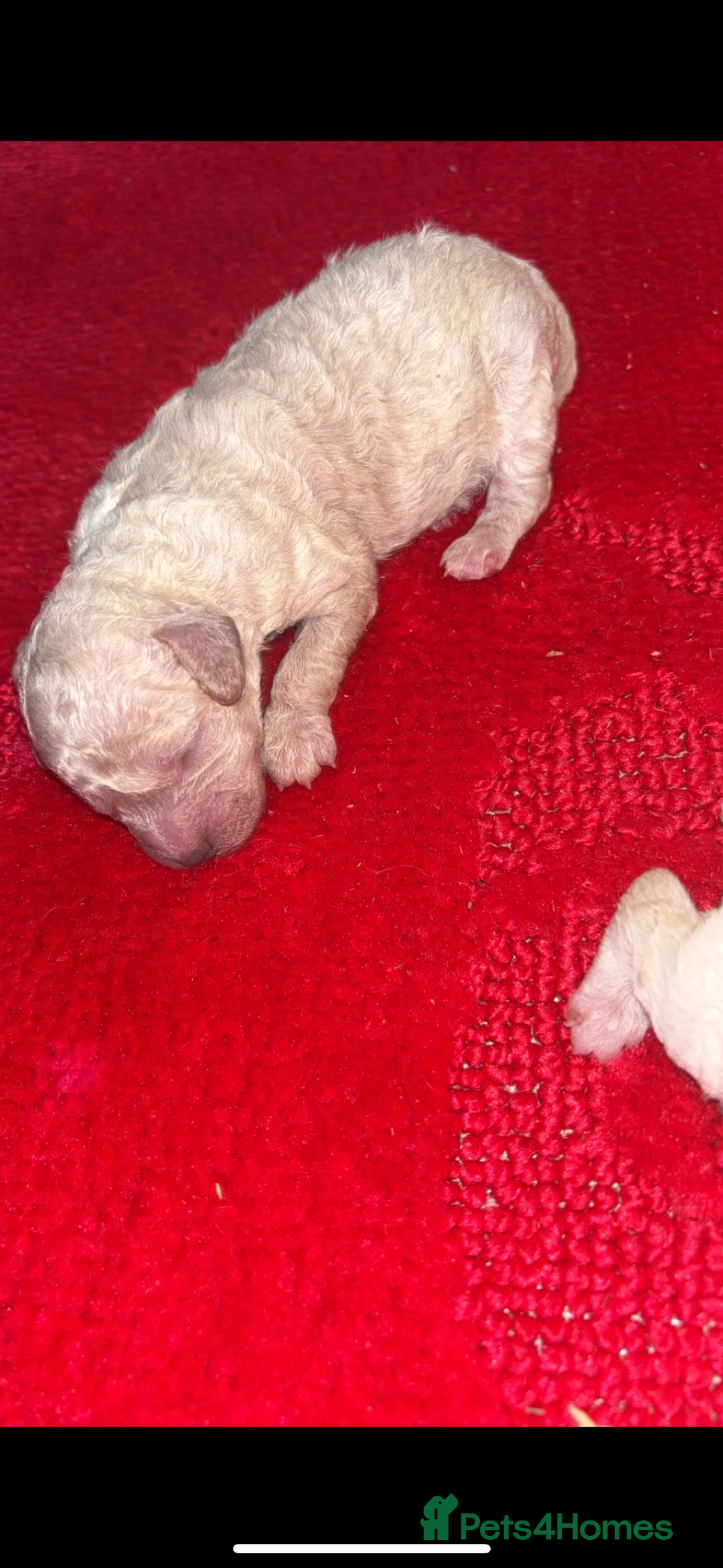 Miniature Poodle dogs for sale: Poodle puppies - Advert 8