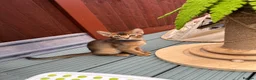 Abyssinian cats for sale: Last one boy ready to go🌟 - Advert 11
