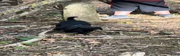 Patterdale Terrier dogs for sale: Patterdale terrier puppy boy x 1 11 weeks old  in Evesham - Advert 10
