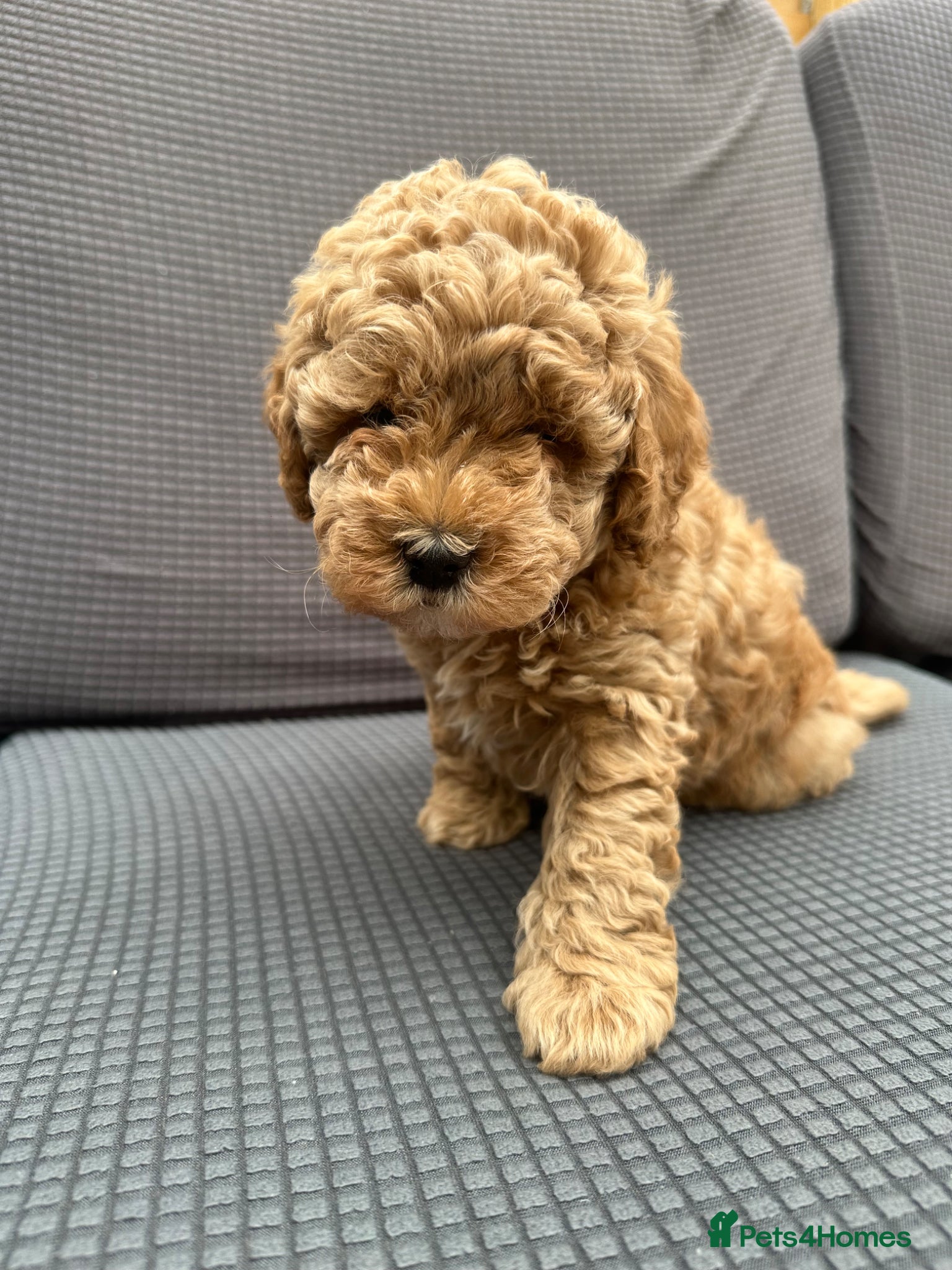Cockapoo dogs Wonderful healthy puppies can go to new homes  - Advert 1
