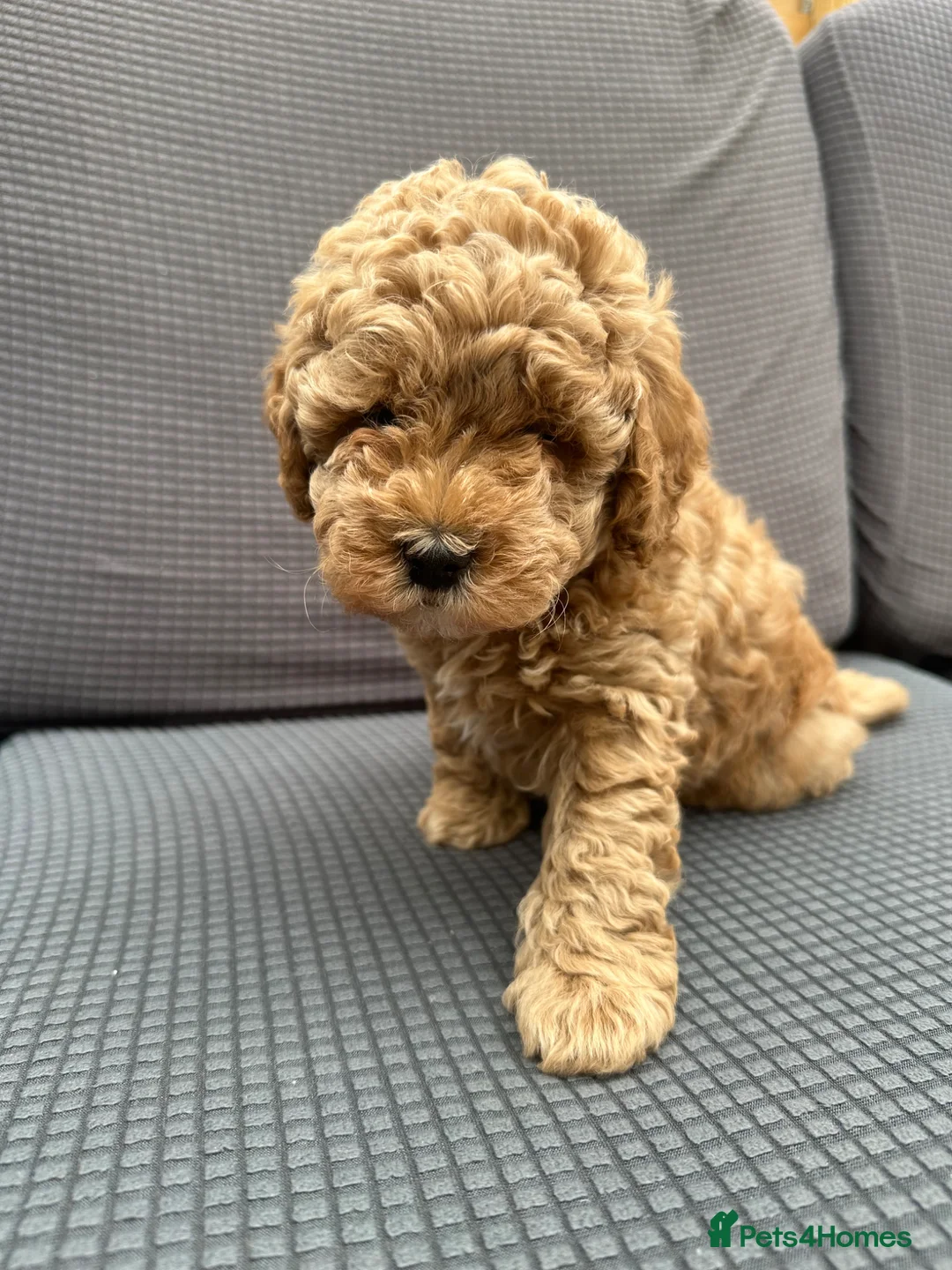 Cockapoo dogs for sale: Wonderful healthy puppies can go to new homes  - Advert 1