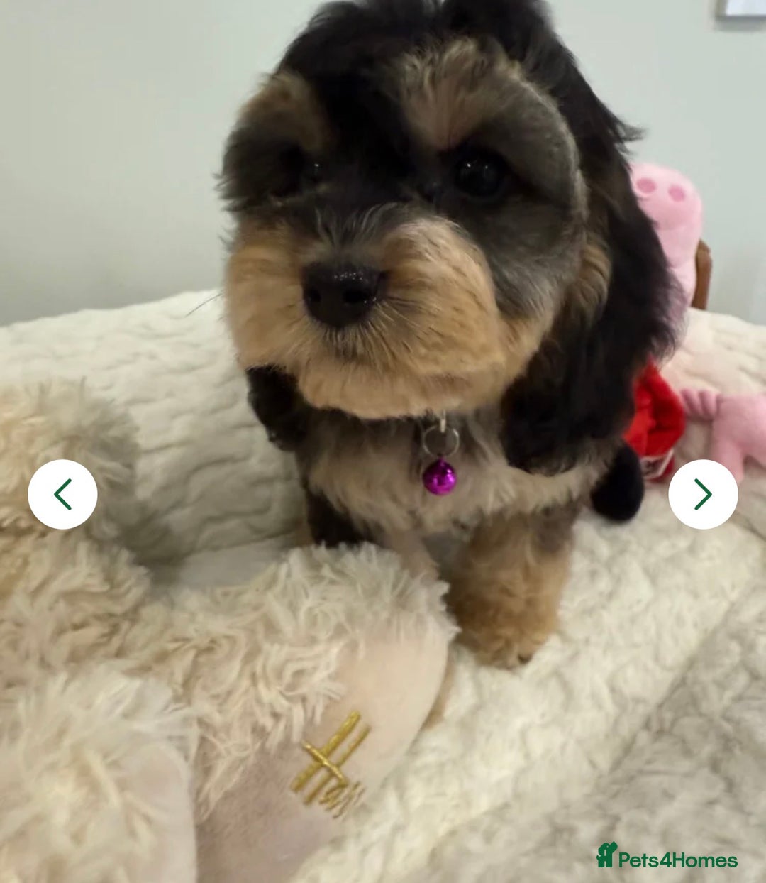 Cockapoo dogs for sale: 11 red sable, f1 cockapoo. KC & DNA clear parents - Advert 18