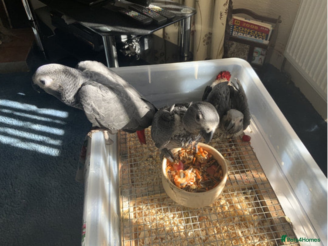 Parrots birds for sale: Tamed African Grey Parrots Available For Sale - Image 16