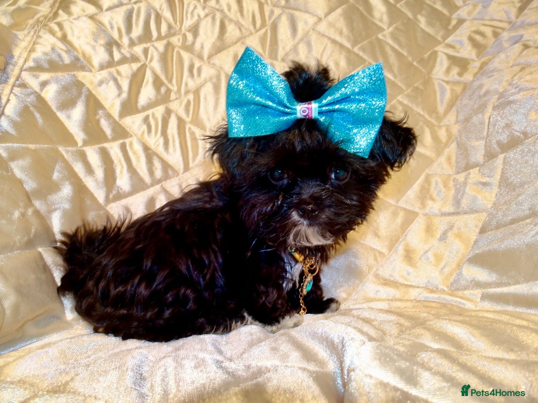 Maltipoo dogs for sale: **Micro Tiny F1 Maltese x Toy Poodle Maltipoo Pup* - Advert 2