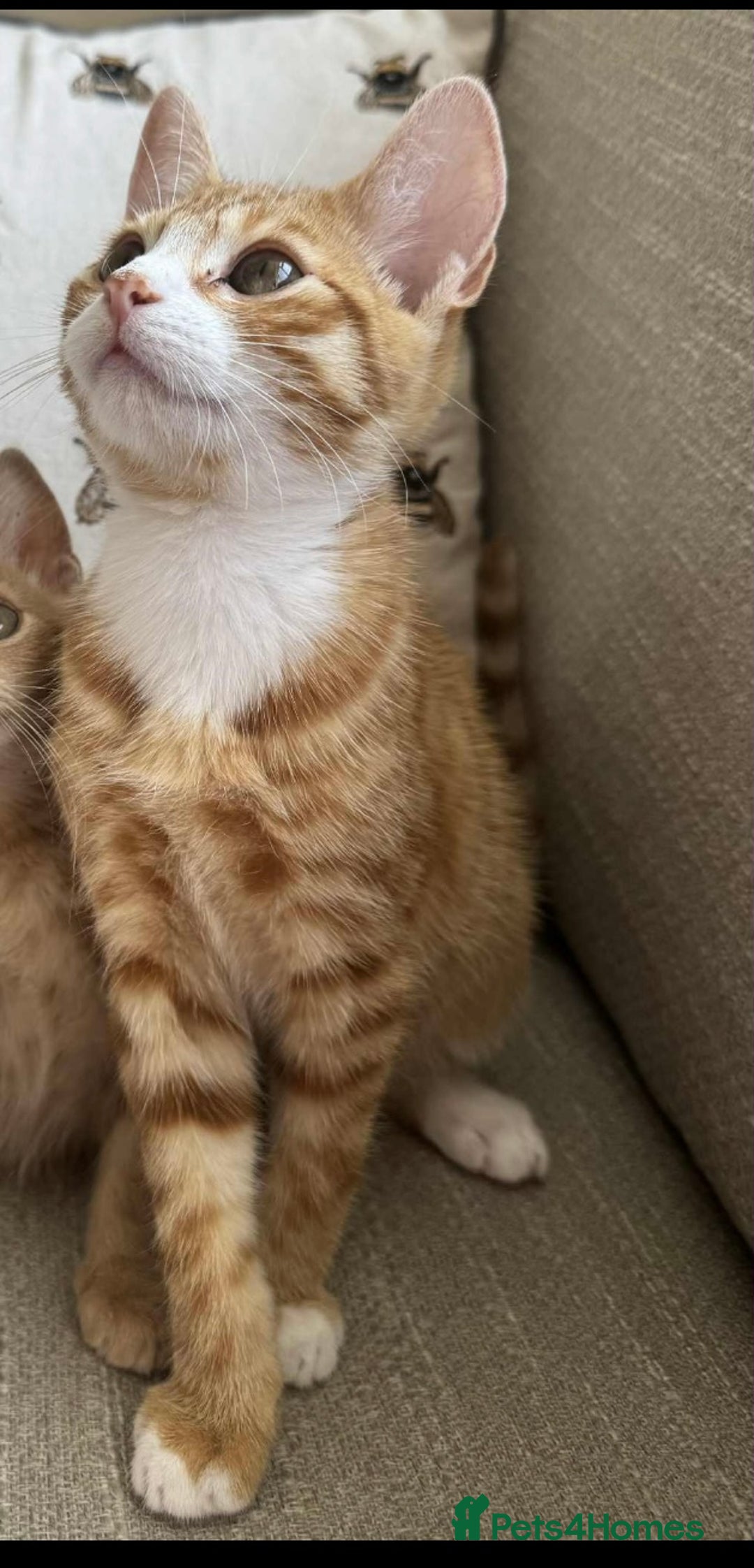 Mixed Breed cats for sale: Ginger kitten  - Advert 2