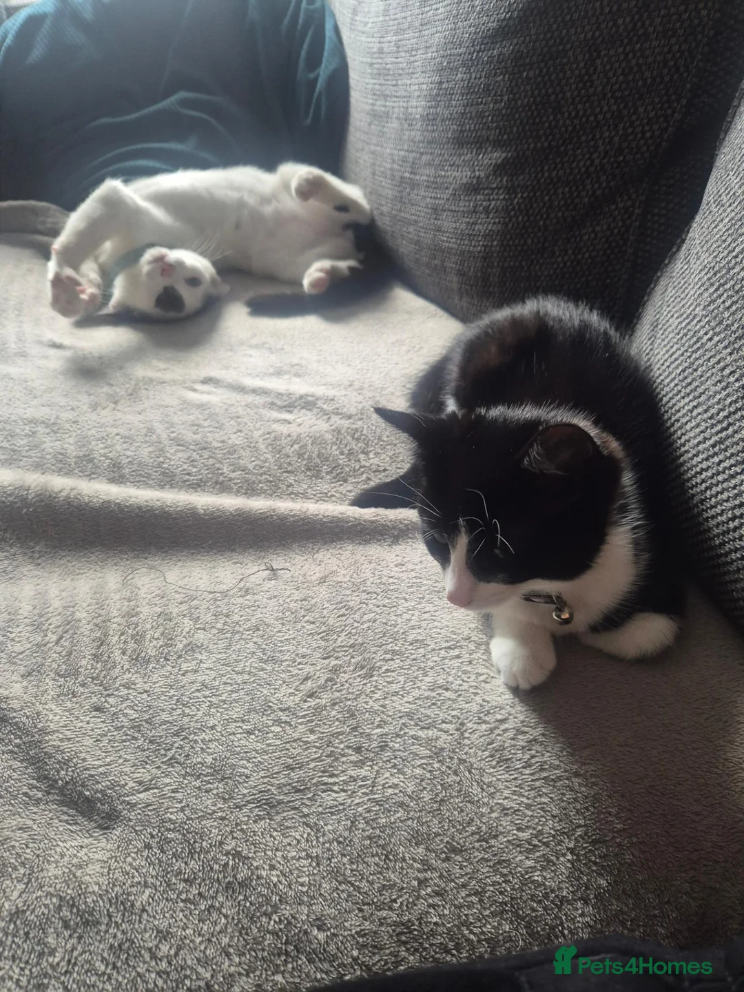 Mixed Breed cats for sale: Brother and sister  in Telford - Advert 2