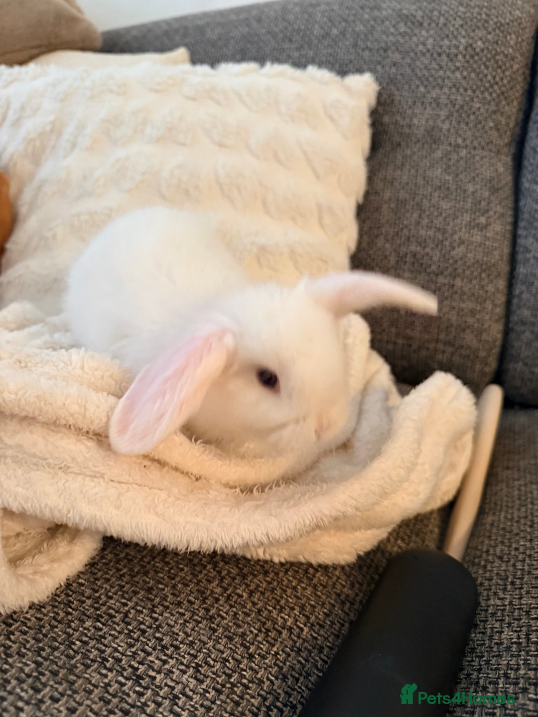 Mini Lop rabbits for sale: Mini lops. White with blue eyes or mixed colours.  - Advert 9