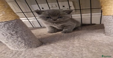 British Shorthair cats - Advert 12