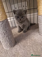 British Shorthair cats - Advert 8