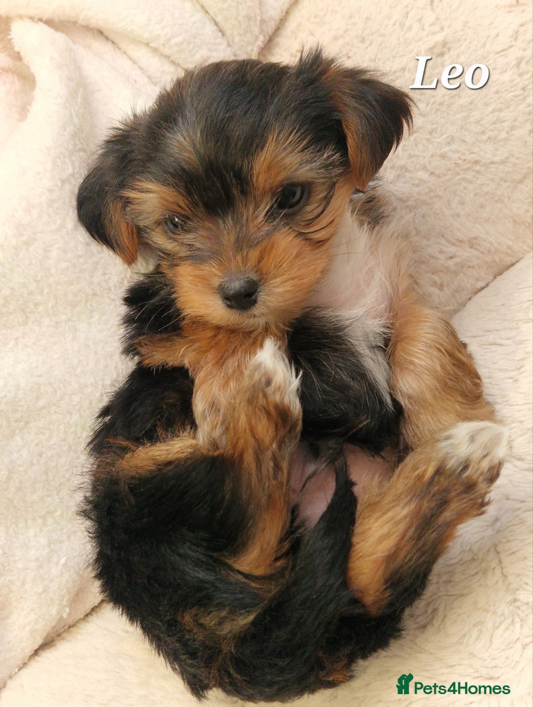 Yorkshire Terrier dogs for sale: Beautiful yorkie puppies - Advert 3
