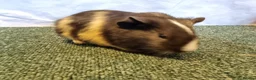 Guinea Pig rodents for sale: Guinea pigs  in Usk - Advert 6